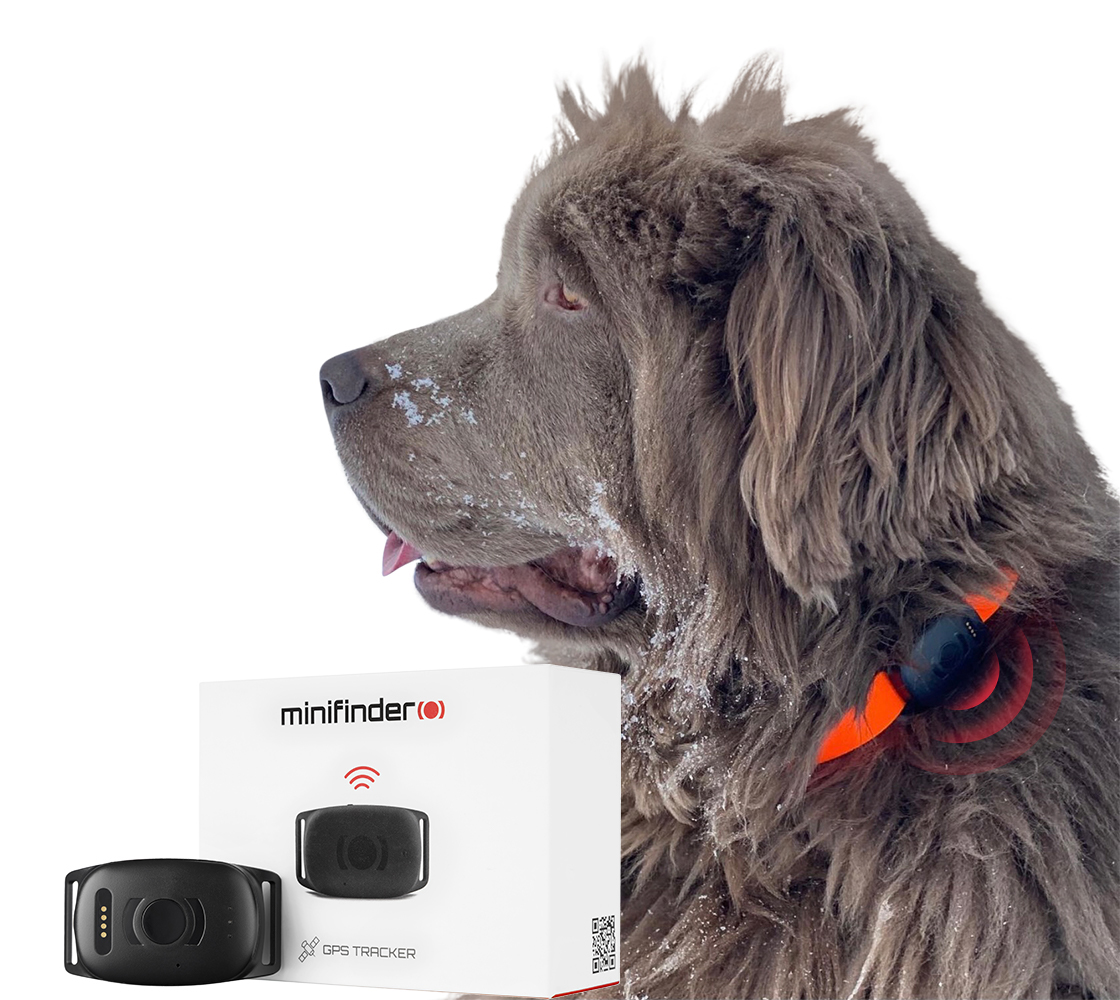 Hond die een gps-tracker voor hondensporen draagt